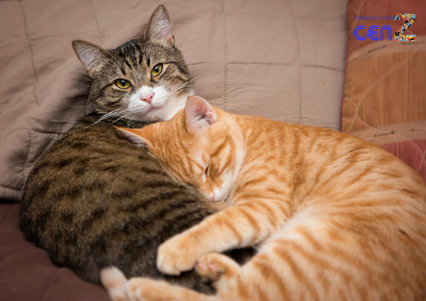 Những hình ảnh đáng yêu của 2 chú mèo cute trong cuộc sống hàng ngày