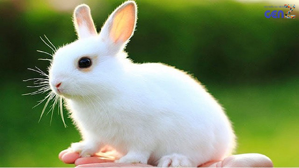 Hình thỏ cute dể thương dùng làm hình nền điện thoại