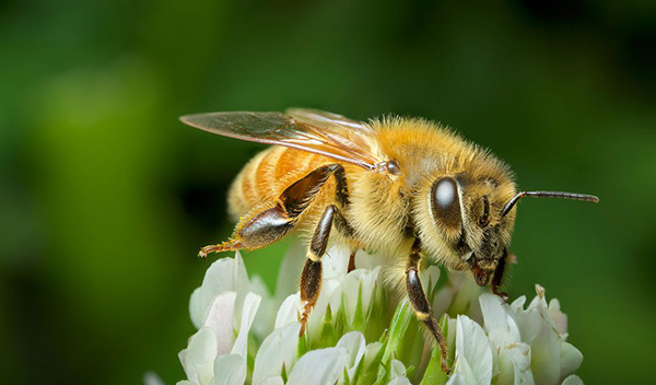 Hình ảnh con ong vàng 11