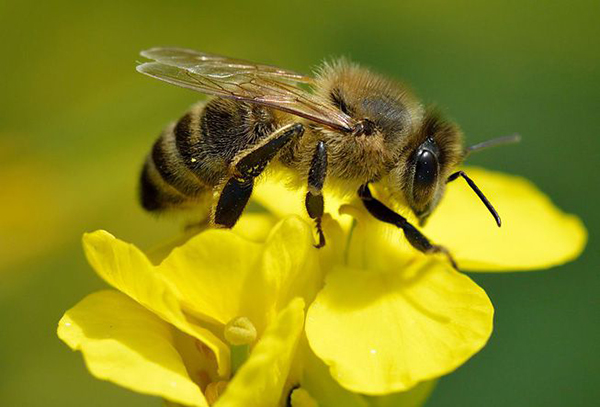Hình ảnh con ong vàng 2