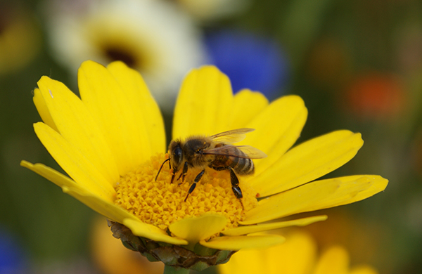 Hình ảnh con ong vàng 3