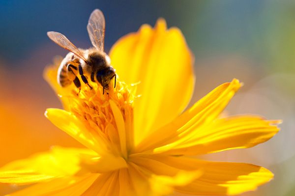 Hình ảnh con ong vàng 4