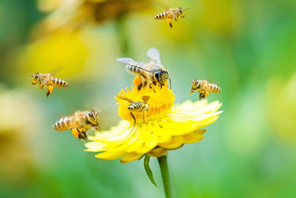 Hình ảnh con ong vàng 8