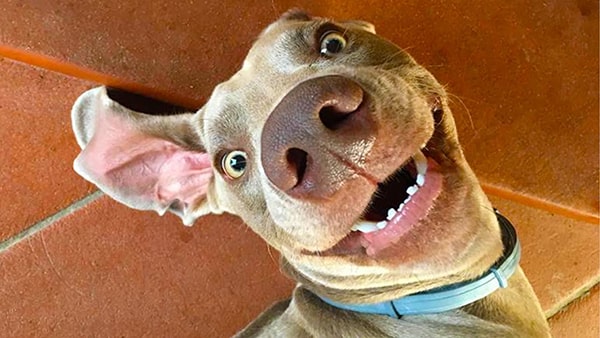 1000 Hình ảnh con chó ngáo siêu hài hước siêu đáng yêu
