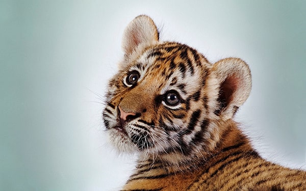 Hình con hổ Tổng hợp những hình nền con hổ ngầu và đẹp nhất  Blog Sharepng