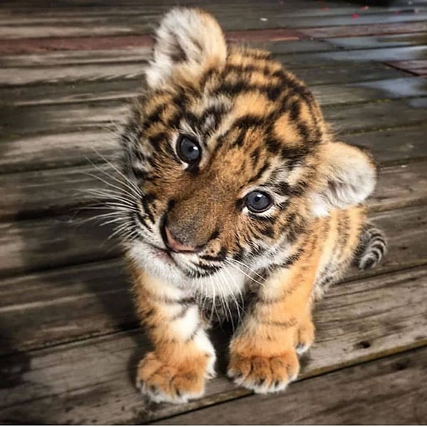 Ảnh con hổ cute 5