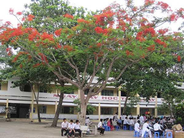 Hình ảnh cây phượng ở sân trường 4