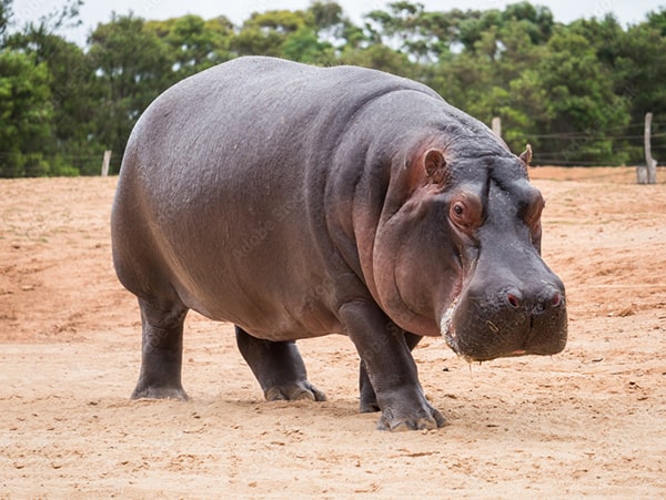 Con hà mã phim Hoạt hình Clip nghệ thuật dễ thương hippo png tải về Miễn phí trong suốt Hành Vi Con Người png Tải về