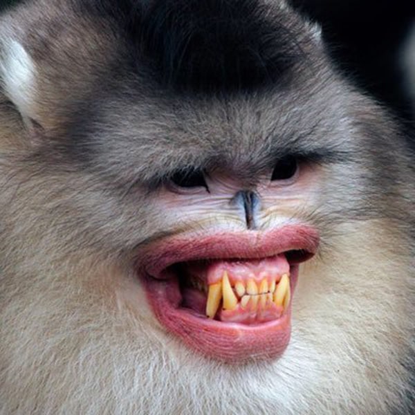 Hình ảnh con khỉ cười 10