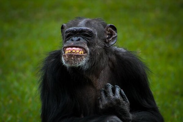 Hình ảnh con khỉ cười 2