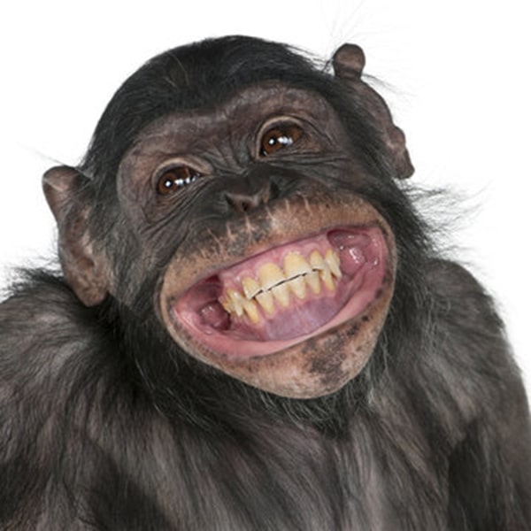 Hình ảnh con khỉ cười 3