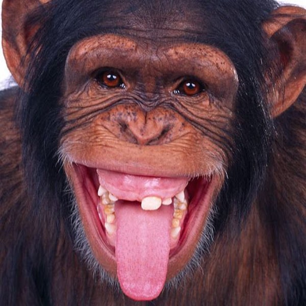 Hình ảnh con khỉ cười 4