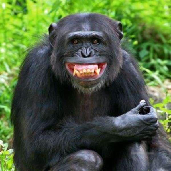 Hình ảnh con khỉ cười 5