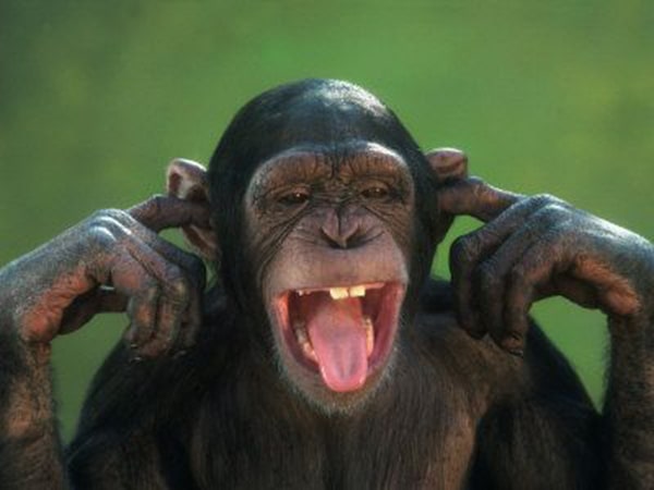 Nụ cười của con khỉ luôn rất đáng yêu và khiến người xem không thể rời mắt khỏi bức ảnh này. Bạn sẽ bị cuốn hút vào thế giới ngộ nghĩnh và đáng yêu của chúng.