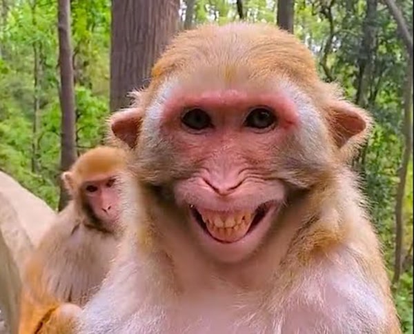 Hình ảnh con khỉ cười 8
