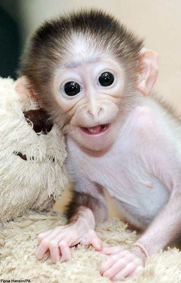 Hình ảnh con khỉ cười 9