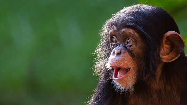 Những bức ảnh con khỉ cười sảng khoái sẽ làm cho bạn cũng cảm thấy thư giãn và thoải mái. Đừng bỏ lỡ cơ hội để cười cùng những chú khỉ đáng yêu này.