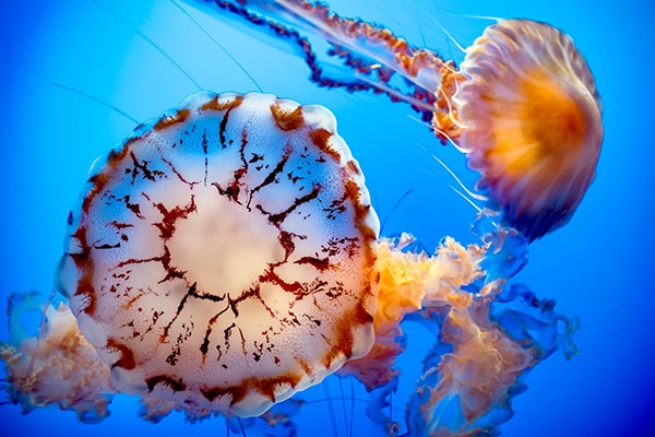 Hình ảnh con sứa biển 10