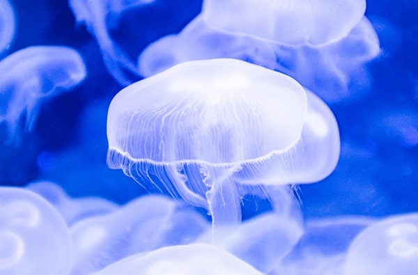 Hình ảnh con sứa biển 11