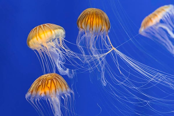 Hình ảnh con sứa biển 2