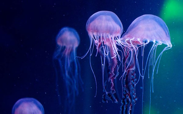 Hình ảnh con sứa biển 4