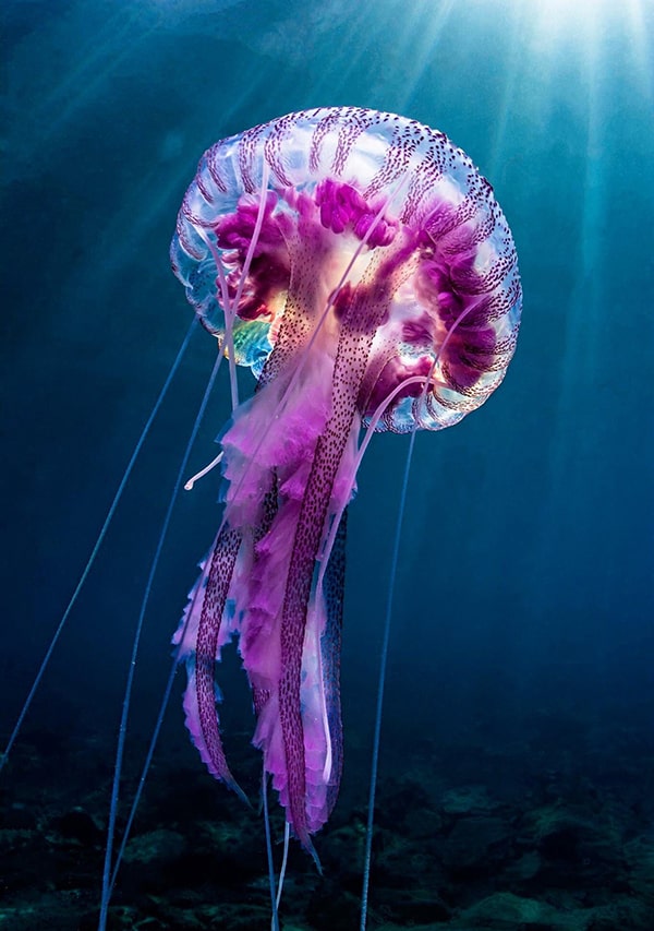 Hình ảnh con sứa biển 5