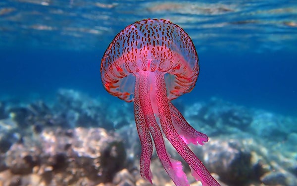 Hình ảnh con sứa biển 6