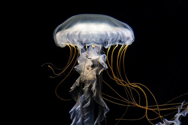 Hình ảnh con sứa biển 8