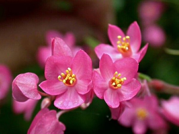 Hình ảnh các loài hoa đẹp nhất thế giới 10
