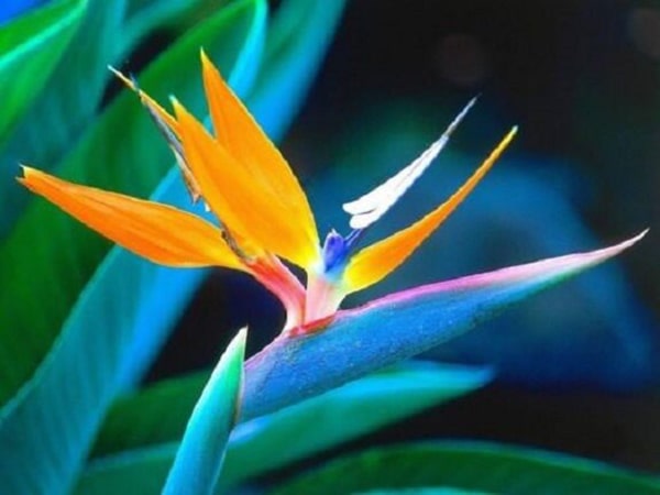 Hình ảnh các loài hoa đẹp nhất thế giới 11