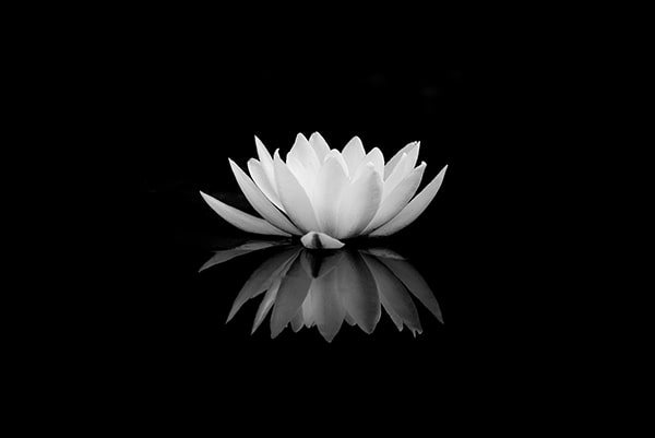 Hoa sen white là hình tượng của việc nhập sáng sủa, tinh nghịch khiết và cao quý. Hãy ngắm nhìn và thưởng thức những hoa lá sen white, nhằm nhìn thấy sự yên ổn bình và sự thanh tịnh nhập cuộc sống đời thường.