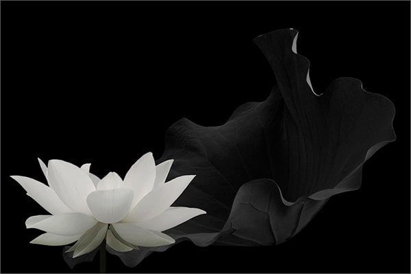 Hình hình họa hoa sen White đám tang 6