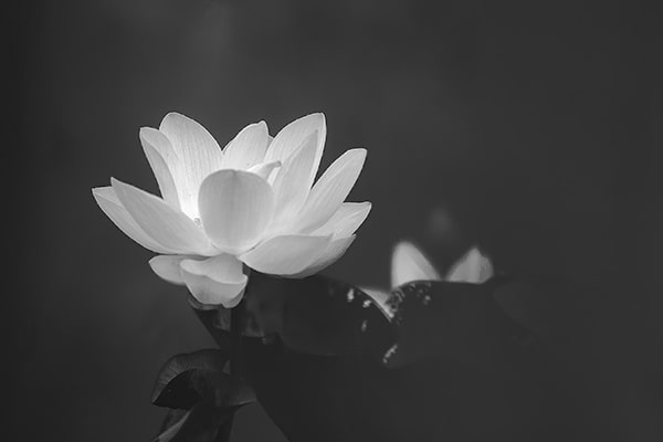 Hình hình họa hoa sen White đám tang 7