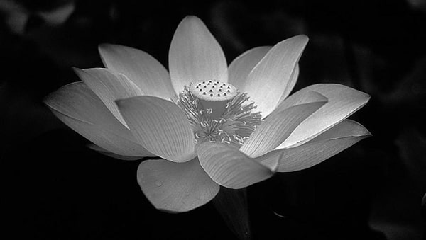 Hình ảnh hoa sen trắng đám tang 8