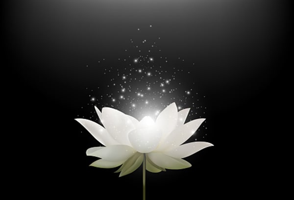 Hình hình họa hoa sen White đám tang
