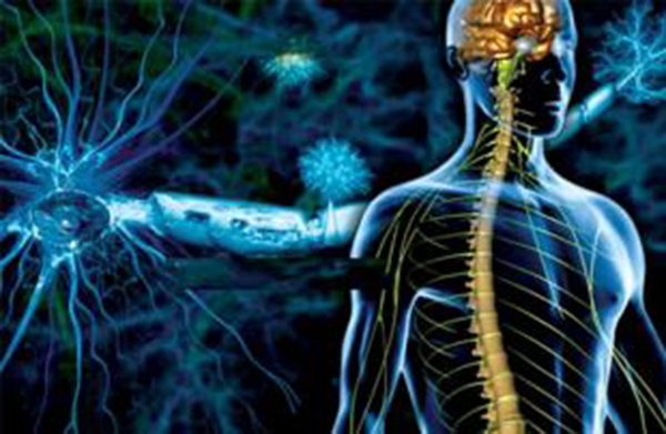 Hệ thần kinh thực vật có tác động quan trọng trong cơ thể