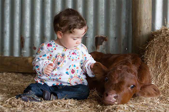Cho bé tiếp xúc trực tiếp với con bò để dạy con bật âm 