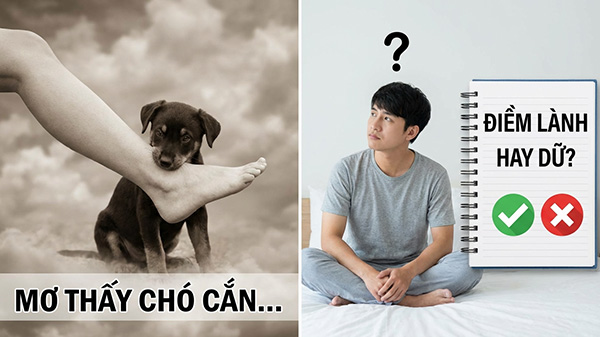 nằm mơ thấy chó cắn vào chân không chảy máu là điềm lành hay dữ